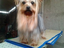 Fifi